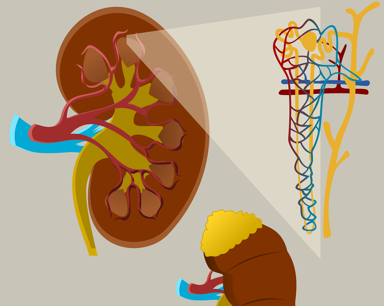 Lupus Nephritis